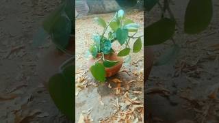 Moneyplants repotting moneyplantsgardening DIY gardeningTips ytshorts trending viral [upl. by Rosalba]