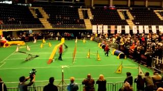 Belgian shepherd groenendael agility [upl. by Yt]