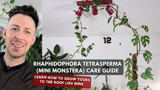 Mini Monstera Rhaphidophora tetrasperma Care Guide and Growing Tips [upl. by Halilak582]