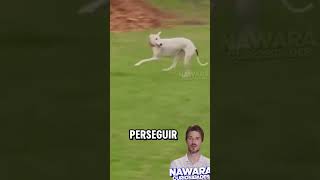 Increíble Persecución Canina Que Dejó a Todos Atónitos [upl. by Serolod740]