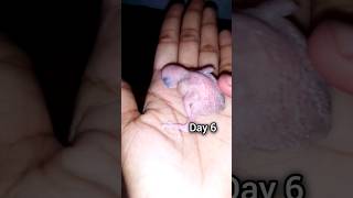 Day 6 Baby Parakeet baby budgiecare shorts [upl. by Aznarepse248]