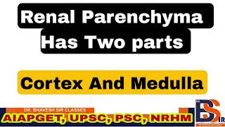 Renal Parenchyma  Kidney Anatomy And Physiology  DrBhavesh Sir Classes [upl. by Lede306]