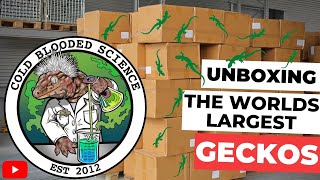 Leachianus Geckos Unboxing 30 Year Old Geckos [upl. by Sara]