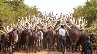 African Farmers Raise Millions Of Livestock This Way  African Farming [upl. by Jolda]