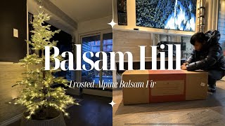 🎄BALSAM HILL Unboxing Frosted Alpine Balsam Fir Christmas Tree 65ft  Randy and Michael [upl. by Thin]