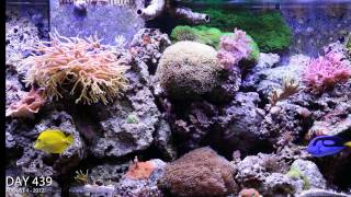 Growing Coraline Algae 1 super easy step [upl. by Stew]