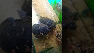 Terrapins eating in new tank [upl. by Ludmilla445]