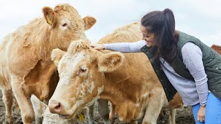 Meet the Ayrshire Cow A Hardy Dairy Breed for Quality Milk [upl. by Danforth640]