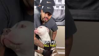 Pitbull Shedding Solved in 10 Minutes a Day [upl. by Novy517]