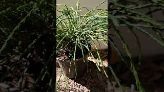 Thuja plicata Whipcord [upl. by Trainer432]