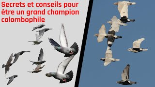 Secrets et conseils pour être un grand champion colombophile [upl. by Leeth429]