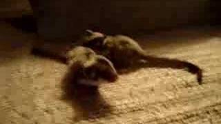 Sugar Glider Babies Black Beauty [upl. by Esil]