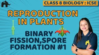 Reproduction in Plants Class 8 ICSE Biology  Selina Chapter 2  Binary FissionSpore Formation 1 [upl. by Lechner]