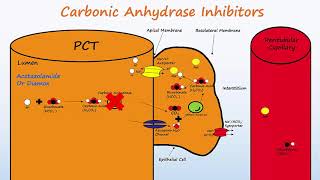 Diuretics  Part 1  Osmotic Diuretics amp Carbonic Anhydrase Inhibitors [upl. by Eanom]