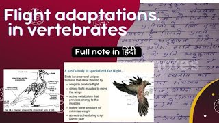 Flight Adaptation in vertebrate  full notes in hindi  MSC ZOOLOGY NOTES IN HINDI [upl. by Gerhard]