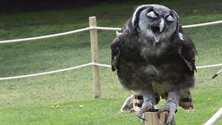 Falconry Show Warwick Castle UK Milky Eagle Owl [upl. by Enneira]