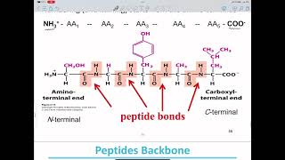 Biochemistry Lecture 4 [upl. by Lydnek]