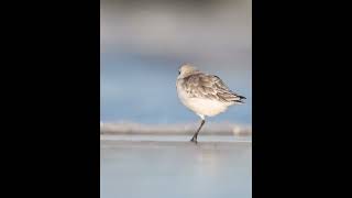 SandPiper on The Beach birds nature wildlife photography animals wildbirdlife [upl. by Margery]