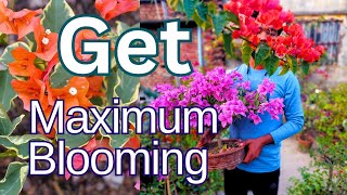 How to fertilize Bougainvillea flower plants Jarif gardening [upl. by Selim451]