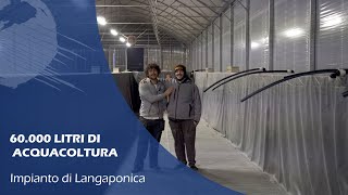 IMPIANTO DI ACQUAPONICA aggiornamenti da Langaponica [upl. by Ahsinel254]