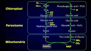 Photorespiration C2 Cycle  Photorespiratory pathway [upl. by Jenks204]