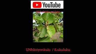 UNhliziyonkuluiLukuluku By Kholo Khumalo TV [upl. by Chet]