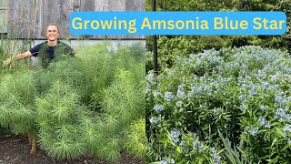 AMSONIA  Excellent Native Perennial  How to Grow amp Care  Blue Star Plant [upl. by Gladi]