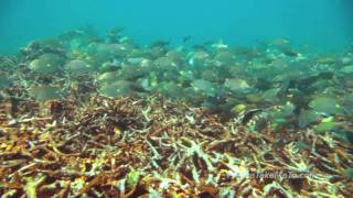 Perhentian Islands Malaysia [upl. by Hammock145]