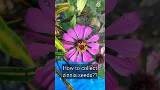 How To Collect Zinnia Seeds  Multiple Garden [upl. by Settle]