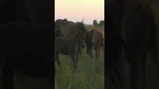 Stallion was missing mares । Horse video [upl. by Ahsemik787]