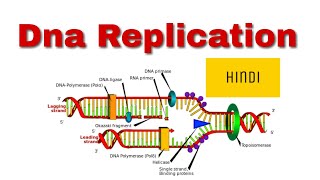 Dna replication in prokaryotes hindi [upl. by Ydennek]