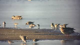 Whiterumped sandpiper Calidris fuscicollis Nabben Falsterbo Sweden 20220824 [upl. by Daas]