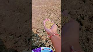 Kisan ki पानता 🤨 motivational youtubeshorts kisan trending status shorts kheti love [upl. by Anneyehc269]