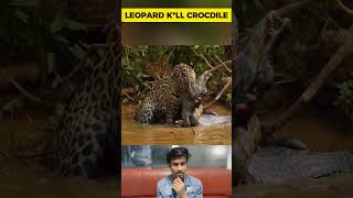 Crocodile Get Punished by Leopard  Wildlife Animals Attack [upl. by Seigel]