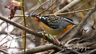 Spotted Pardalote Clip 33 HD VIDEO Australian Bird Media [upl. by Arema]