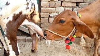 Cow calf feeding milk  milking goats  Nikka Haji [upl. by Attennyl]