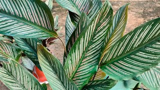 How To Get Healthy Calathea PlantMultiple Garden [upl. by Marianne378]