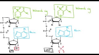 Reviewing Redox Reduction amp Oxidation Reactions amp Biochemical Properties of Electron Carriers [upl. by Otilrac509]