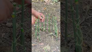 Primitive trap survival bushcraft trap primitivetechnology [upl. by Walford]