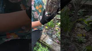 How to grow indoor plants in selfwatering pots [upl. by Wachter]