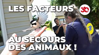 Facteurs en Mission  Lettre dAmour aux Animaux [upl. by Julius]