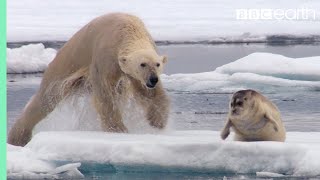 Hungry Polar Bear Ambushes Seal  The Hunt  BBC Earth [upl. by Nref]