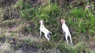 Yavru av köpeği Eğitim videosu ilk kez bıldırcına ferma İngiliz pointer [upl. by Ahsirtak]