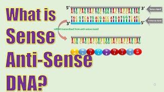 Sense and Antisense stand of DNA [upl. by Alorac602]