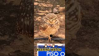 Eyes on You Paraguayan Owl Keeps Watch 1700s Jesuit Mission Ruins Trinidad Paraguay South America [upl. by Signe]