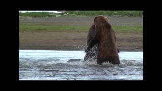 GRIZZLY FIGHT COMPILATION HD katmai alaska Grizzly vs Grizzly bear fight [upl. by Layod]