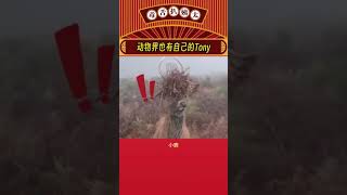 小鹿：怎么样：帅不帅？小鹿 娱乐评论大赏shorts [upl. by Anthony507]