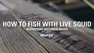 How To Fish with Live Squid  AlphaPoint Notorious Hooks [upl. by Shivers]