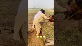 Veterinary doctor 🧑‍⚕️😂😂 foryou cow veterinaryplanet vet funny [upl. by Orran]