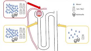 Nephron Harnkonzentrierung nach dem Gegenstromprinzip [upl. by Bili]